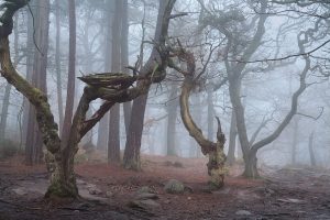 Padley Gorge Trees