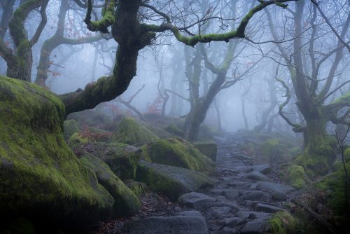Padley Gorge Fog - Peak District woods
