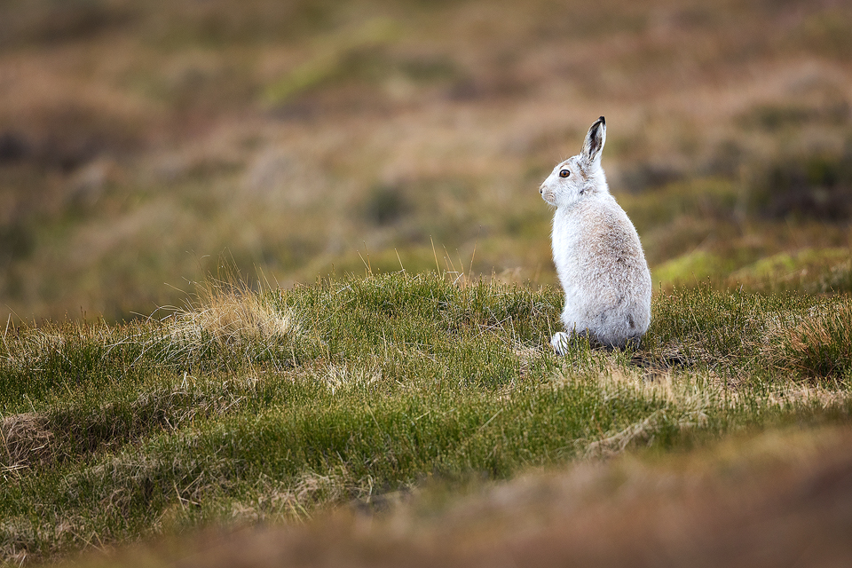 Mountain Hare Environment - Mountain Hare Photography Workshop
