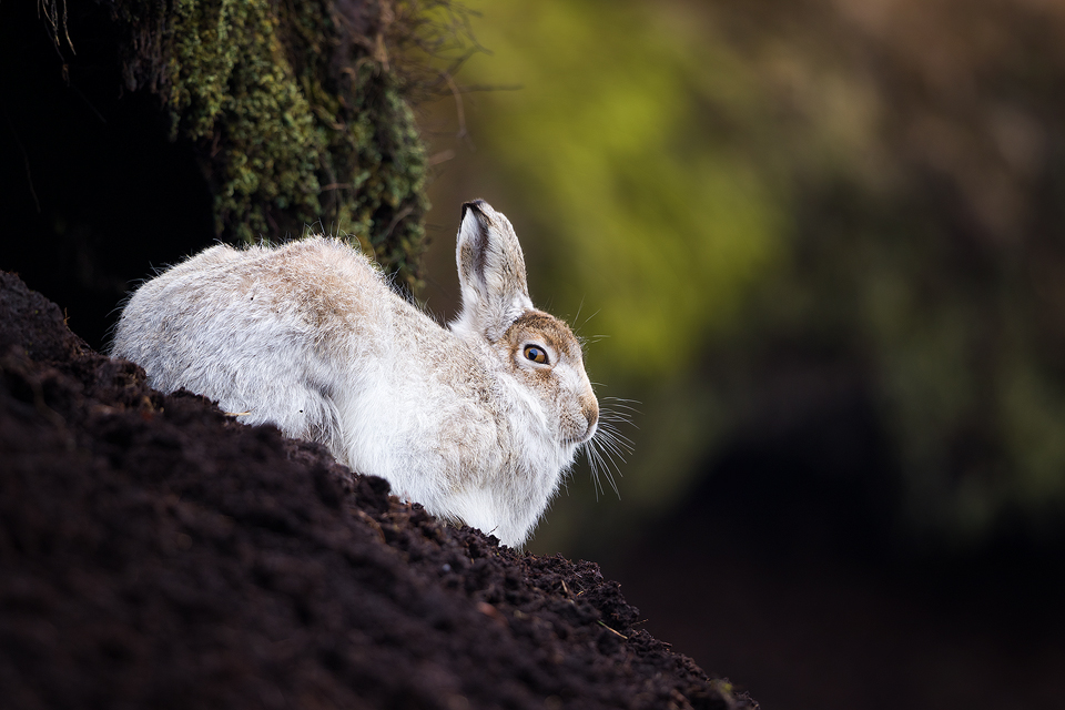Mountain Hare in Grough - Mountain Hare Photography Workshop