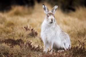 Alert Mountain Hare -