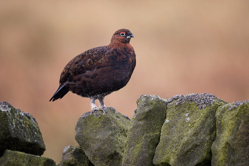 Red Grouse Photography Workshop - Peak District Heather