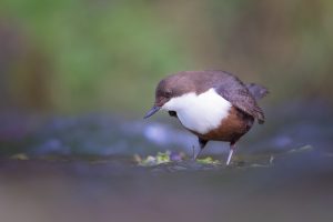Fishing Dipper - Derbyshire Dipper - Peak District Wildlife Photography
