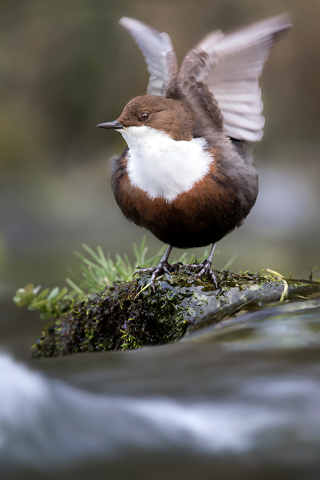 Dipper Photography Workshop