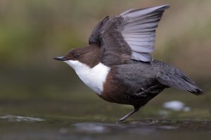 Stretching Dipper - Peak District Wildlife Photography
