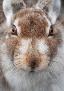 Mountain Hare extreme close up - Mountain Hare Photography Workshop