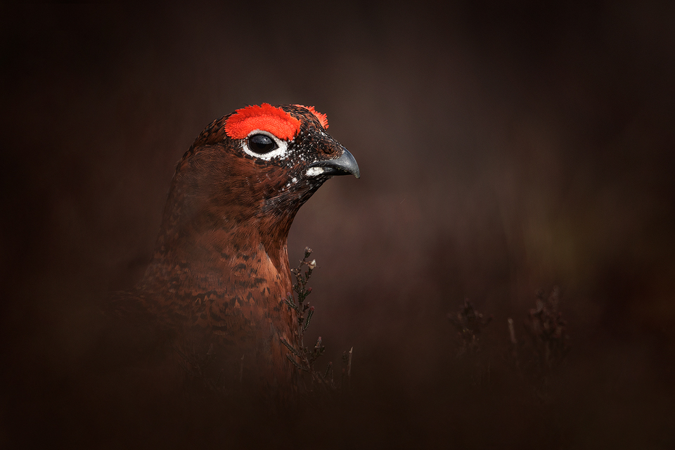 Red Grouse Photography Workshop - Moorland Camouflage