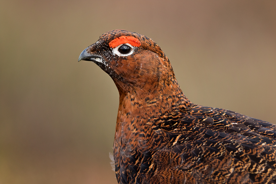 Red Grouse Photography Workshop - Peak District 