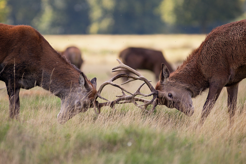 Red Deer photography workshop - Rutting Stags, Deer Rutt