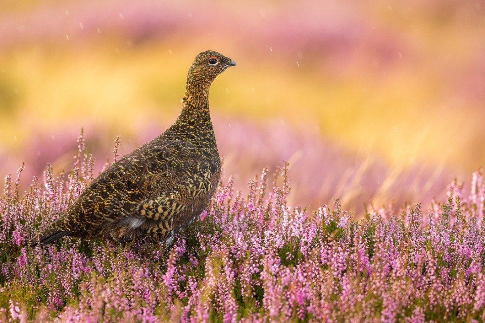 Red Grouse Photography Workshop - Peak District Heather