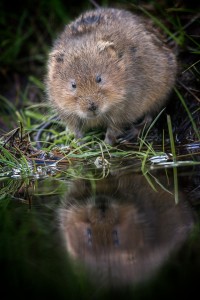 Water Voles - Peak District Wildlife Photography