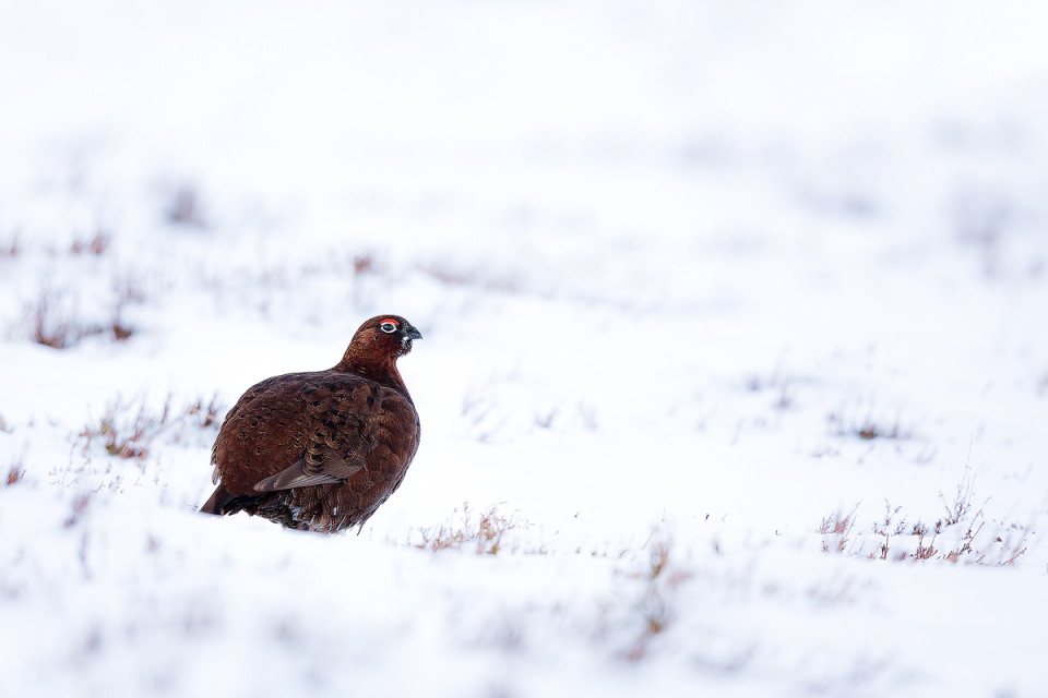 Red Grouse Photography Workshop - Peak District snow