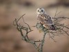Peak District Wildlife Selection (Pack of 5)