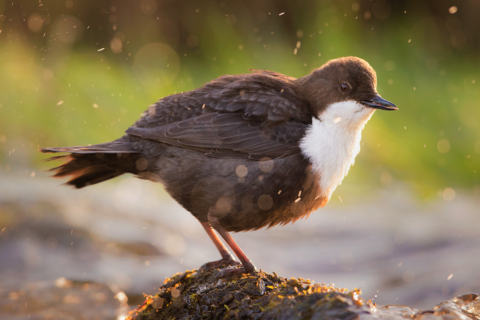 Derbyshire Dipper - Backlit Dipper - Peak District Wildlife Photography