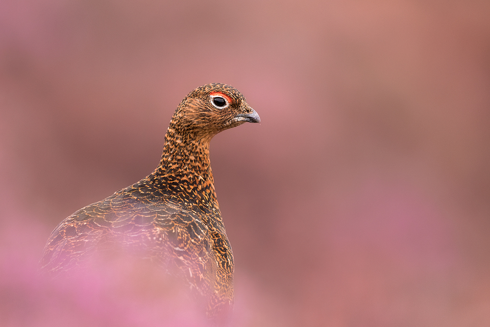 Red Grouse in Heather