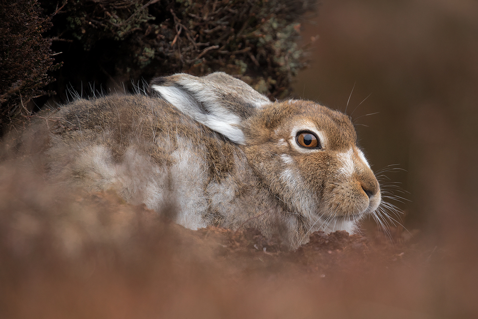 Spring Mountain Hare. A patchy Mountain Hare (Lepus timidus) sheltering in its form. Peak District National Park. I like to photograph the hares right after the snow melt while they're still in their white winter coats before they change back to summer browns and disappear into the landscape once again.