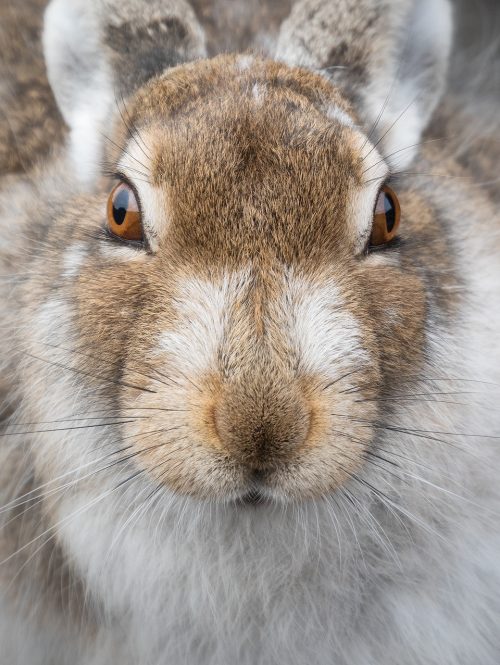 Mountain Hare Close up. After spending well over an hour gradually inching my way forward, I managed to build up a good level of trust with this hare until it became so comfortable with my presence it was happy for me to get close enough to completely fill the frame. Derbyshire, Peak District National Park. 