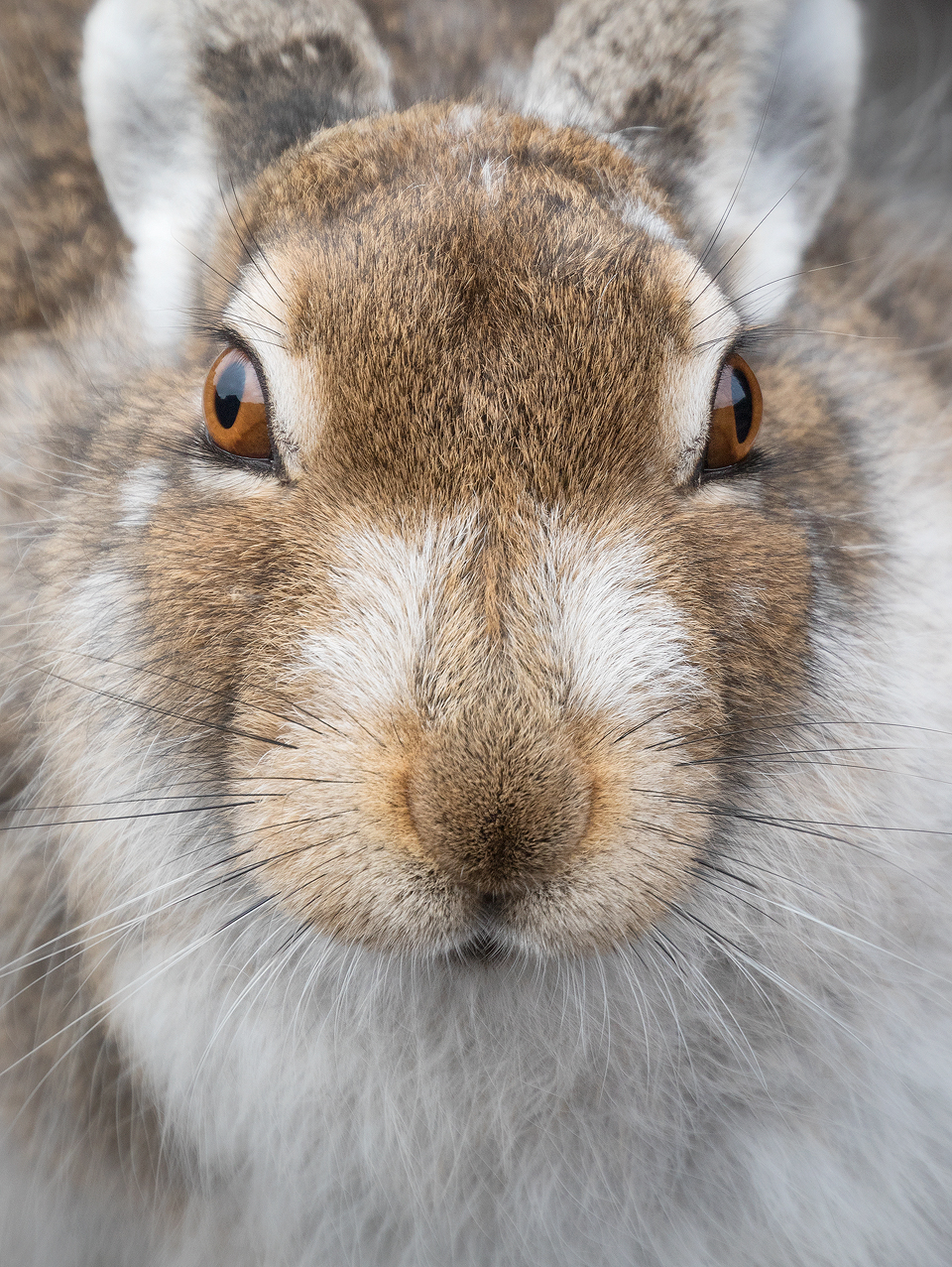 Mountain Hare Close up. After spending well over an hour gradually inching my way forward, I managed to build up a good level of trust with this hare until it became so comfortable with my presence it was happy for me to get close enough to completely fill the frame. Derbyshire, Peak District National Park. 