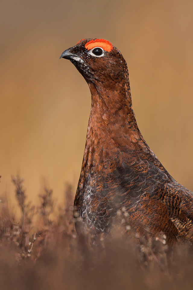 Red Grouse Portrait -Peak District Wildlife Photography