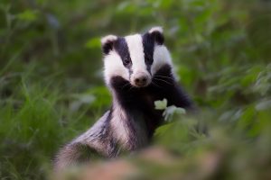 Badger
