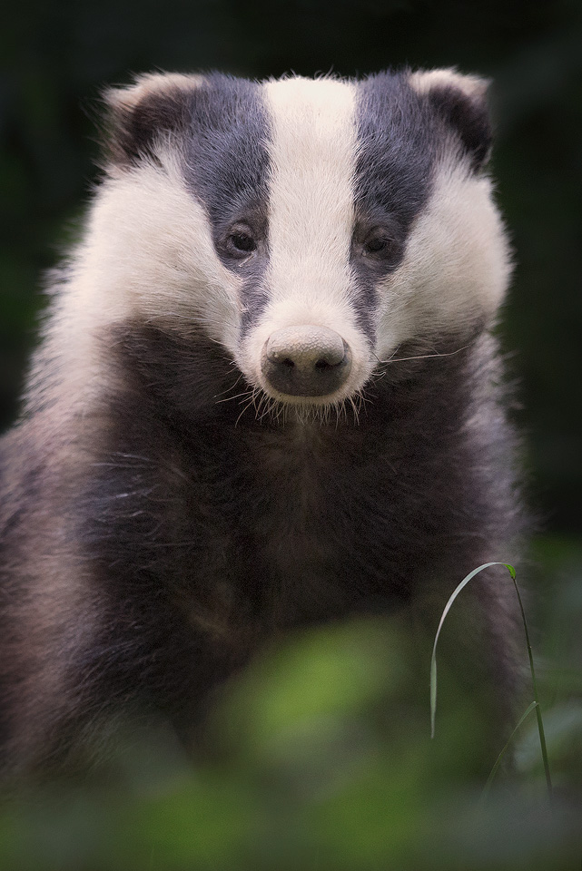 Badger Close up
