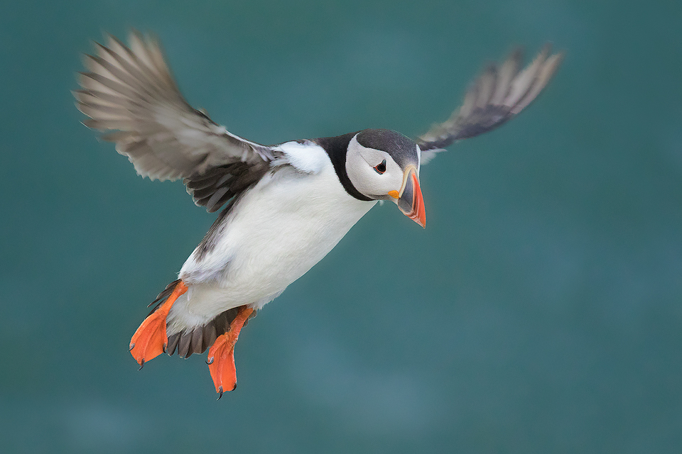 Puffin In Flight, Bempton Cliffs - Yorkshire Wildlife Photography