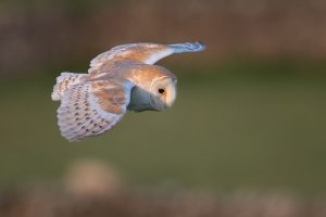 Barn Owl in Flight - Peak District Wildlife Photography
