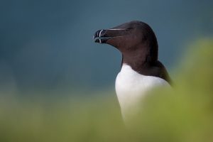 Razorbill Portrait, Bempton Cliffs - Yorkshire Wildlife Photography