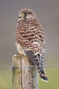 Female Kestrel Portrait - Peak District Wildlife Photography
