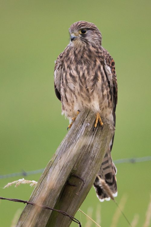 Perched Female Kestrel on the edge of a grassy field - Peak District Wildlife Photography