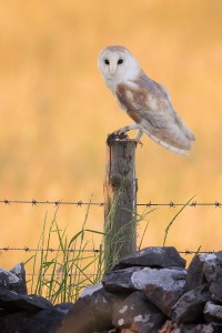 Perched Barn Owl - Peak District Widllife Photography