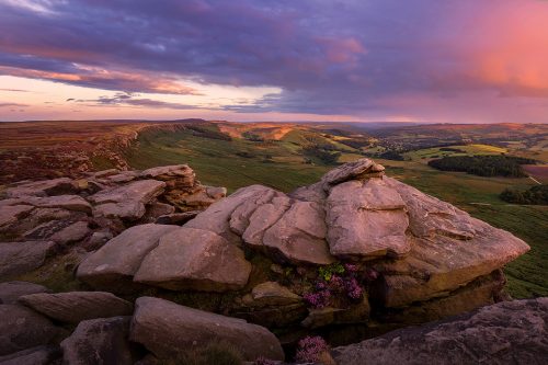 Blooming heather at High Neb, the highest point on Stanage Edge. Peak District Photography.