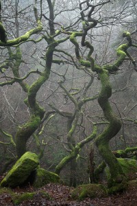 Gnarled Twisting Trees Commended in LPOTY 2017 - Peak District Photography