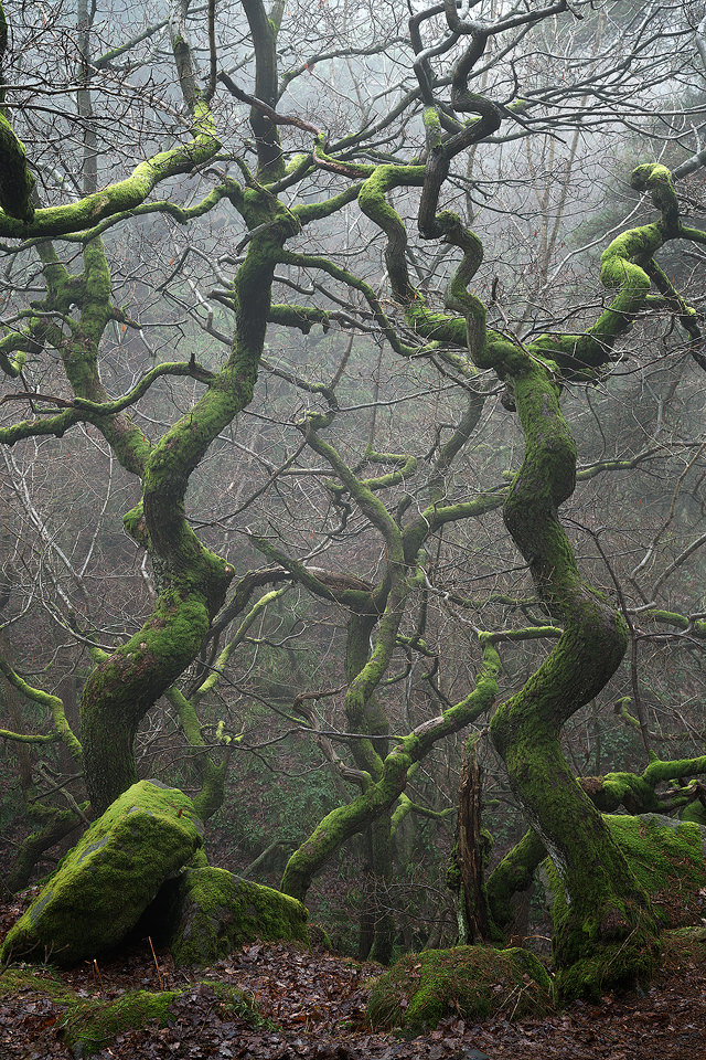 Gnarled Twisting Trees Commended in LPOTY 2017 - Peak District Photography
