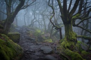 Padley Gorge Misty Woodland