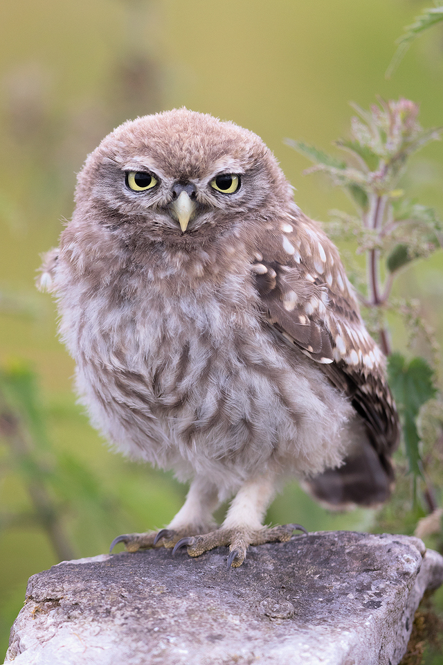 Little Owl Owlet on a drystone wall - Peak District Wildlife Photography