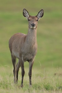 Red Deer Doe