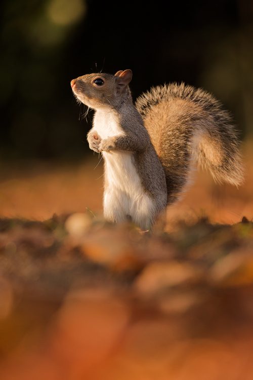 Grey Squirrel in Regents Park, London