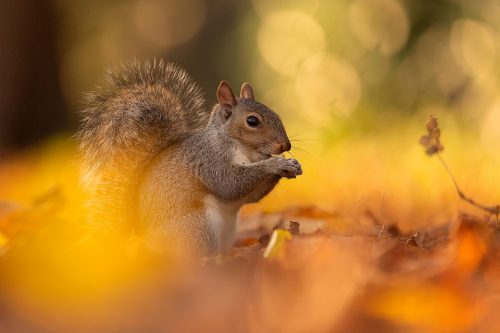 Grey Squirrel in Autumn Leaf Litter - UK wildlife Photography