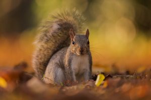 Grey Squirrel in Autumn Leaf Litter, London - UK wildlife Photography