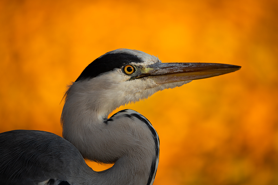 Grey Heron Portrait - UK Wildlife Photography