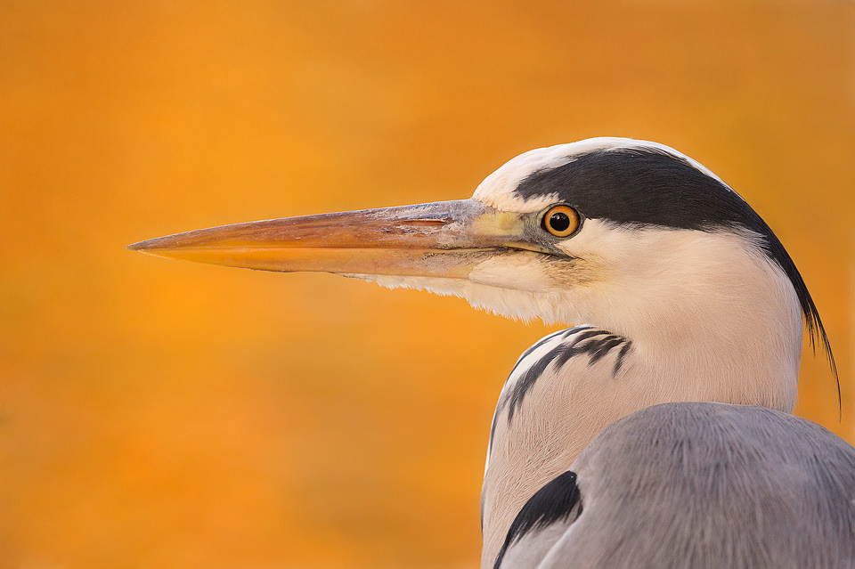 Autumn Grey Heron Portrait - UK Wildlife Photography