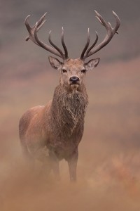 Red Deer Stag - UK Wildlife Photography