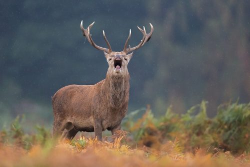 Red Deer Stag bellowing in the rain