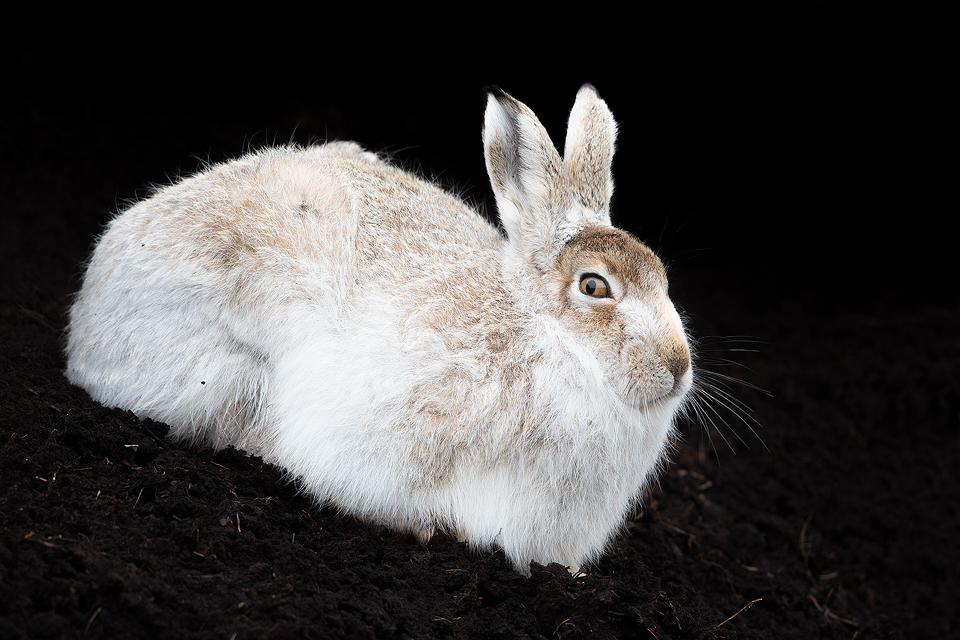 Mountain Hare in Peat Grough