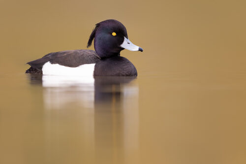 A Tufted Duck (Aythya fuligula) Derbyshire, Peak District National Park. Tufties often get overlooked as a photographic subject in favour of more colourful or rare water birds. However I have always found them to be very photogenic with their distinctive crests, striking black and white feathers and bright yellow eyes.