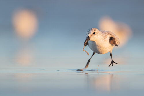 Sanderling with Lugworm. I had been watching a group of sanderlings skittering across the beach following the incoming waves. Suddenly one stopped and immediately caught my attention. In a split second it pulled this wriggling lugworm from the sand. Lincolnshire, UK.