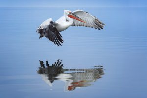 Dalmatian Pelican in flight over Lake Kerkini in Northern Greece. One of the most impressive aspects of these stunning birds was their gigantic wingspan. Adult pelicans can have a wingspan of over 11ft! This makes them one of the worlds largest flying birds. On our last day we were lucky enough to get an almost perfectly calm day for reflections. To make the most of it we headed out on a boat trip and were able to capture a range of images of the pelicans mid flight reflected in the lake.