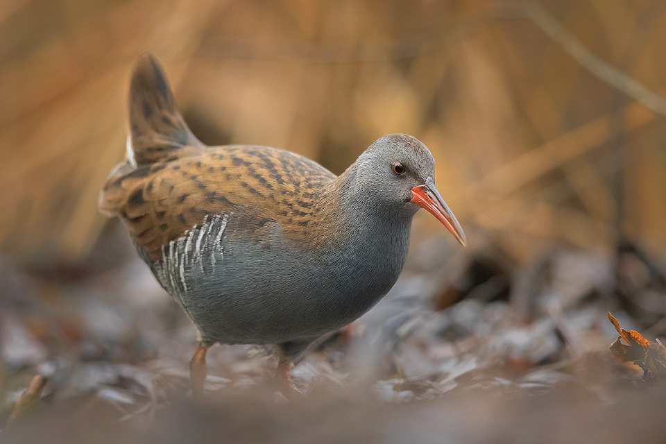 Water rail emerging from a marshy reedbed. Water rails are incredibly shy and elusive birds. Rarely straying from the shelter of dense reedbeds, they are much more often heard than seen. After spending a couple hours on the edge of a marsh one afternoon, I got some great views of these very secretive birds.