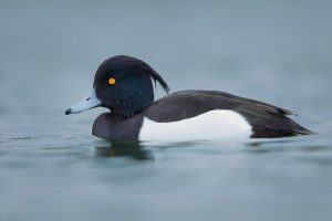 A Tufted Duck (Aythya fuligula) photographed on a nearby Yorkshire reservoir. Tufties often get overlooked as a photographic subject in favour of more colourful or rare water birds. However I have always found them to be very photogenic with their distinctive crests, striking black and white feathers and bright yellow eyes.